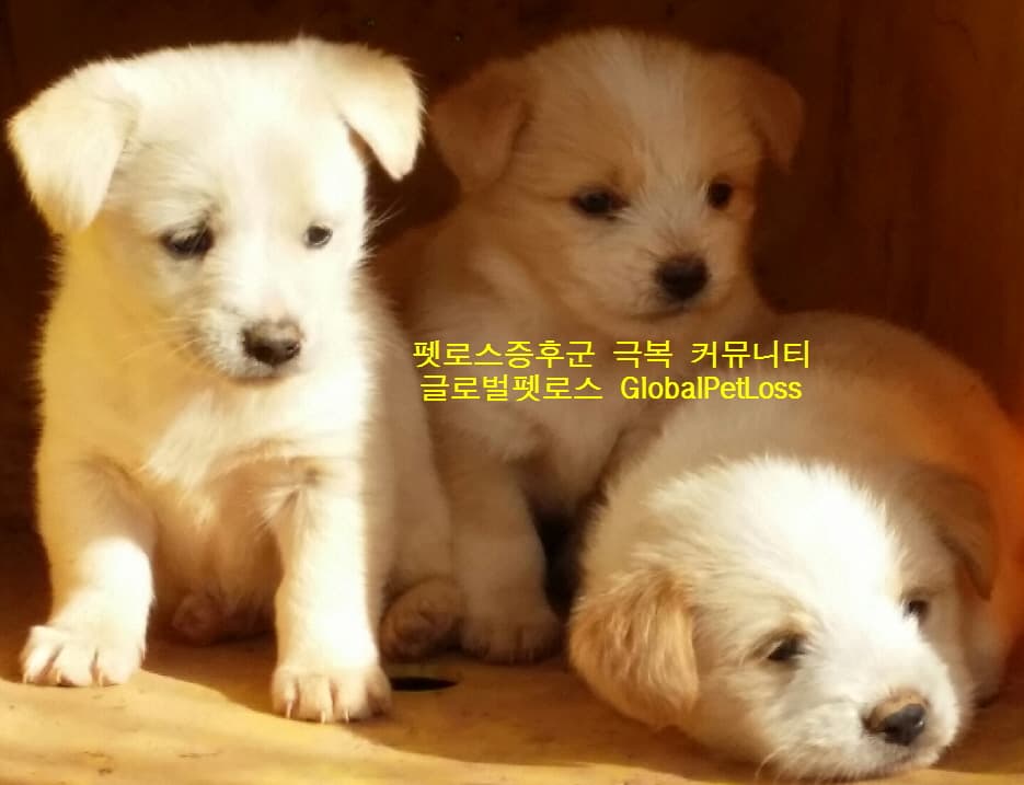 글로벌펫로스가 제안하는 8가지 펫로스증후군 극복 방법 preview