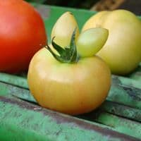 조아영의 프로필 이미지
