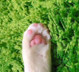 귤곰의 프로필 이미지