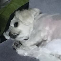 레드비의 프로필 이미지