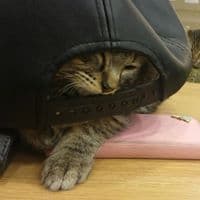 백철헌의 프로필 이미지