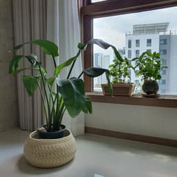 이효민의 프로필 이미지