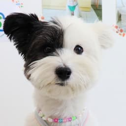 황다희의 프로필 이미지