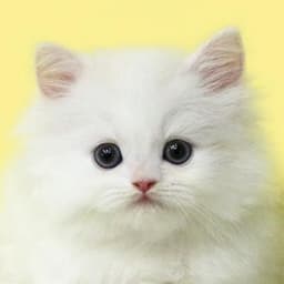 안선영의 프로필 이미지