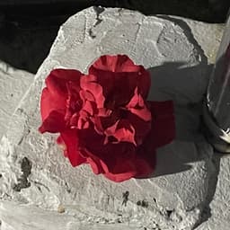 정예은의 프로필 이미지