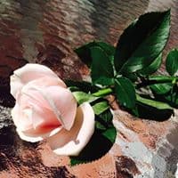 SongGrace의 프로필 이미지