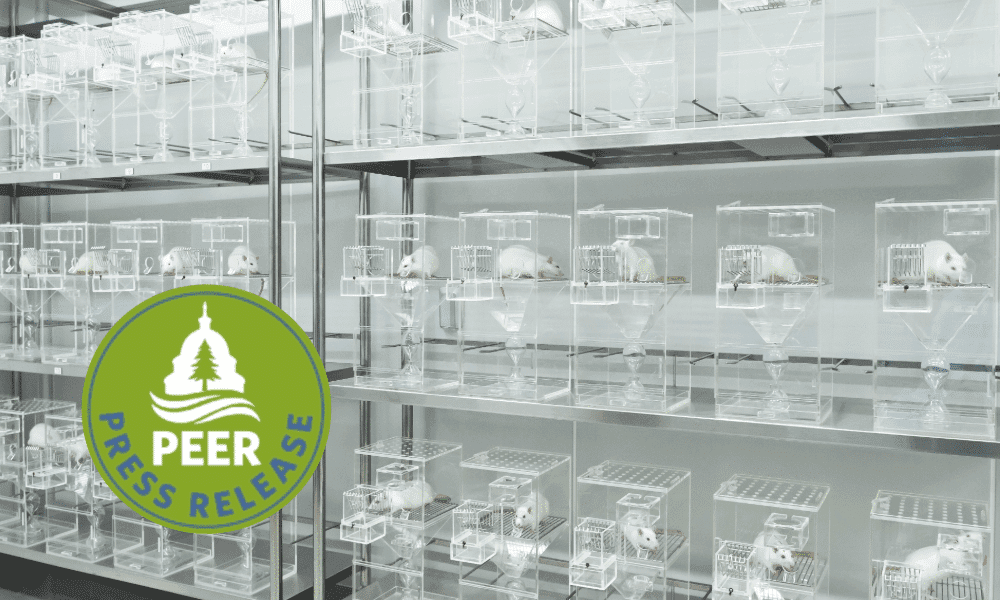 EPA Putting Lab Animals Up for Adoption preview