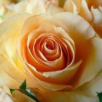 한혜민의 프로필 이미지