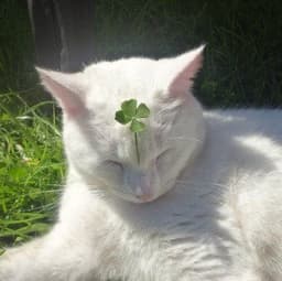 고은미의 프로필 이미지